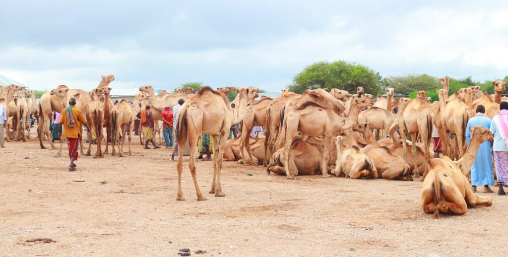 COLAADAHA KU SALAYSAN DAAQA: FALANQAYNTA COLAADDA U DHEXAYSA XOOLO DHAQATADA SOOMAALIYA IYO ISTARAATIIJIYADAHOODA MAARAYNTA COLAADDA IYO XOOJINTA NABADDA